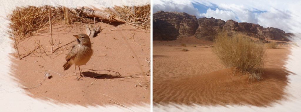 Il Y'AVAIT UN OISEAU QUI VIVAIT DANS UN DÉSERT