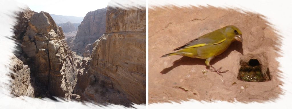 Il Y'AVAIT UN OISEAU QUI VIVAIT DANS UN DÉSERT