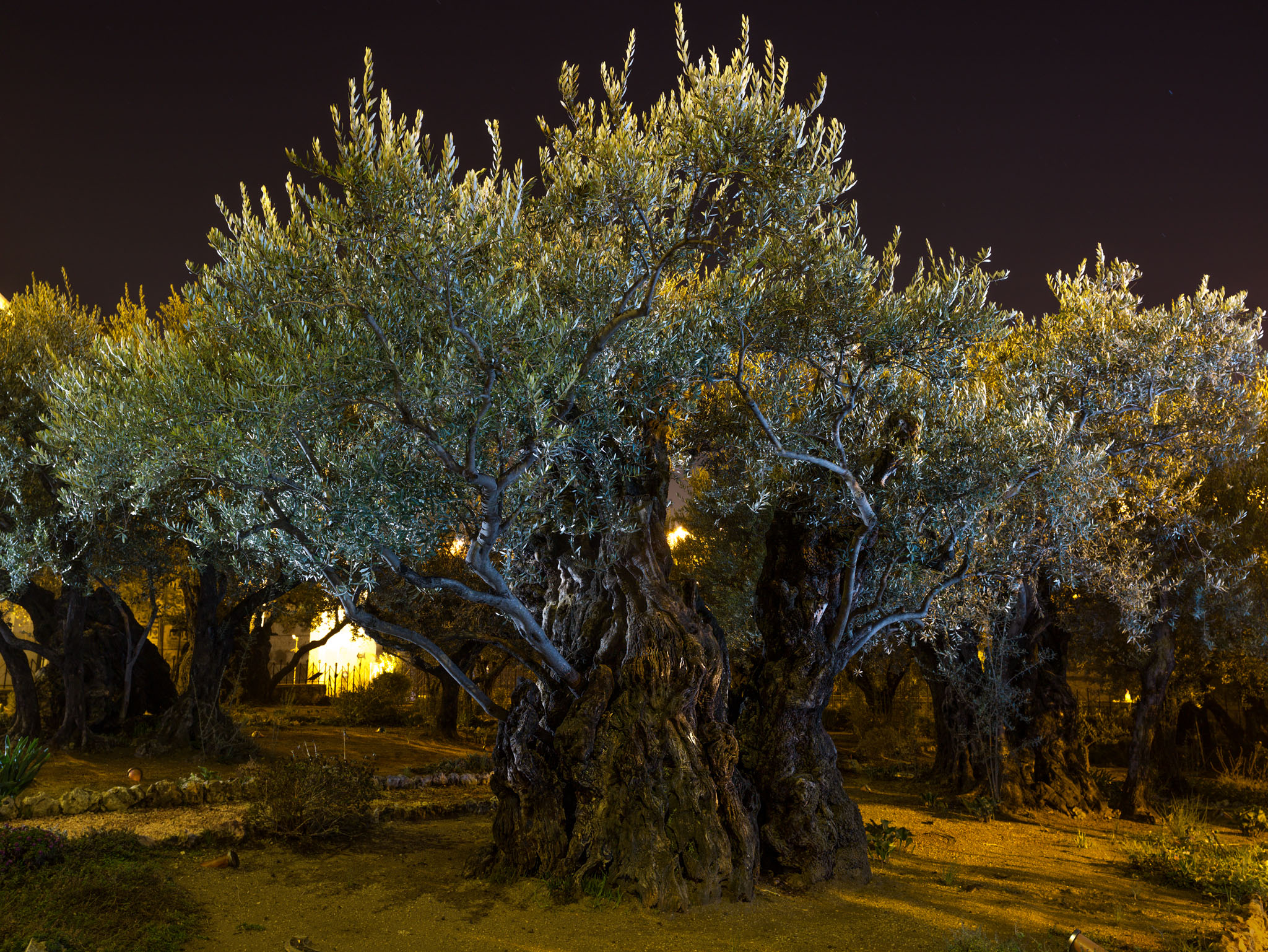 gethsemane-garden-olive-trees-jerusalem