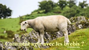 Comment agir avec les brebis ?